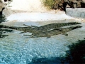 Gharial