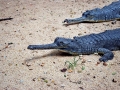 Gharial