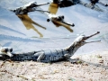 Gharial