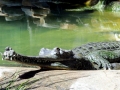 Gharial