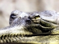 Gharial