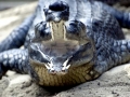 Gharial