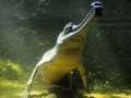 Gharial