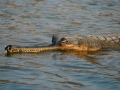 Gharial