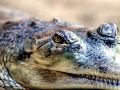 Gharial