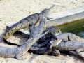 Gharial