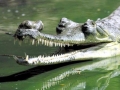 Gharial