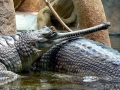 Gharial