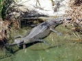 Gharial