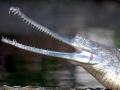 Gharial
