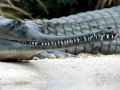 Gharial