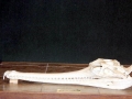 Gharial