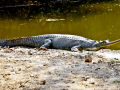 Gharial