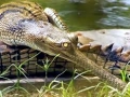 Gharial