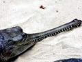 Gharial