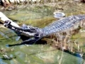 Gharial