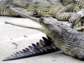 Gharial