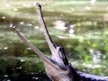 Gharial
