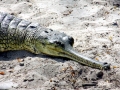 Gharial