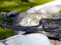Gharial