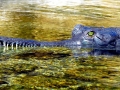 Gharial