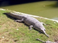 Gharial