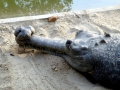 Gharial