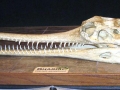 Gharial