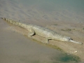 Gharial