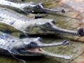 Gharial