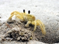 Ghost Crab