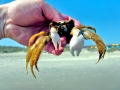 Ghost Crab