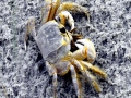 Ghost Crab