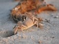 Ghost Crab