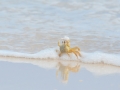 Ghost Crab