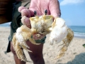 Ghost Crab