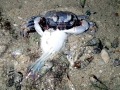 Ghost Crab