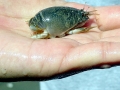 Ghost Crab