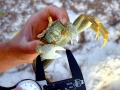 Ghost Crab