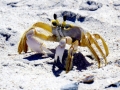 Ghost Crab