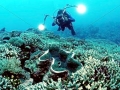 Giant Clam
