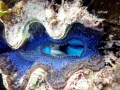Giant Clam
