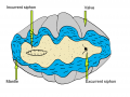 Giant Clam