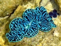 Giant Clam