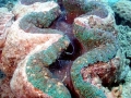 Giant Clam