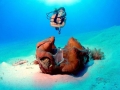 Giant Clam
