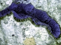 Giant Clam