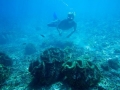 Giant Clam