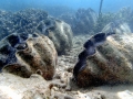 Giant Clam