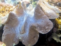 Giant Clam